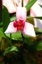 orchidees senat 003 * 4368 x 2912 * (4.24MB)